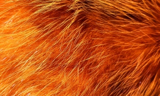 Fireball