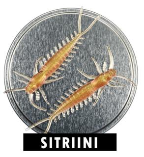 Microbite Arthropod väri Sitriini