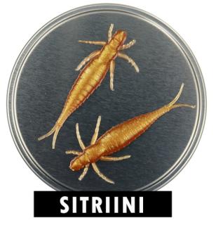 Microbite Nymph väri Sitriini